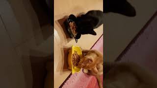 兄弟猫は早くご飯が食べたい