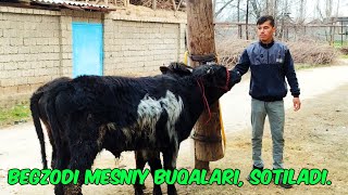 Mesniy Buqachalar Sotiladi, ☎️+998950100930