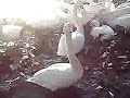 20131214 2大塚池公園のハクチョウ白鳥スワンswans