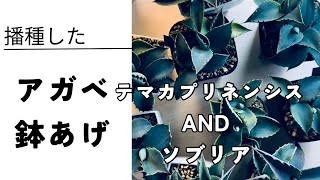 播種したアガベを鉢にあげました