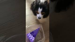 Cute Puppy and Ube Cake #Shorts