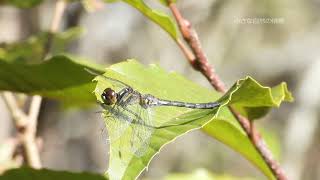 【日本の昆虫】マダラナニワトンボ(Sympetrum maculatum)