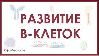 Развитие В-клеток/В-лимфоцитов