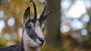 Discovering the Chamois: Secrets of the Mountain Acrobat