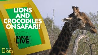 Lions and Crocodiles on Safari! | Safari Live