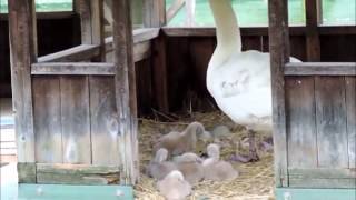 お堀の白鳥たち