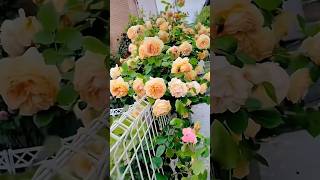 Beautiful yellow climbing rose plant (29/11)