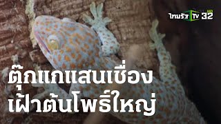 แปลก! พบตุ๊กแกแสนเชื่องเฝ้าต้นโพธิ์ใหญ่ | 08 ก.ย. 66 | ข่าวเช้าหัวเขียว