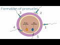 apgo basic sciences topic 19 gestational trophoblastic disease