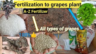 Fertilizer |Fertilizer to grapes plant A-Z|red globe,Krishna seedless,super sonaka |nutrients grapes