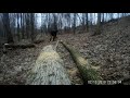 clearing fallen ash tree from trail