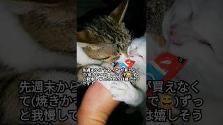 2024年4月25日【地域猫】まどルリ💕『久しぶりのちゅ～るに乱舞😸♪』