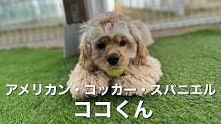 アメリカン・コッカー・スパニエル　ココくん【American cocker spaniel】