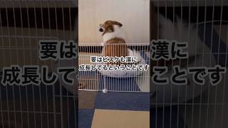 漢の部分が出てきた弟ポメコギ