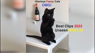 Top Best Funny Pet Videos Of This Month - Dogs 🐶 And Cats 😹 Doing Cute Things | Funny Animals | 2022