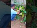 The Unbelievable Fruit Plucked from a Tree That's Just 1 Year Old!