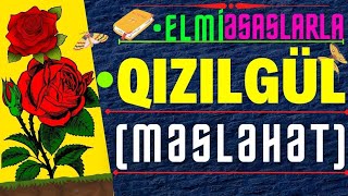 🌹 QIZILGÜL ZOĞ SEÇİMİ - QIZILGÜL ARTIRANLARA  MƏSLƏHƏT |  QIZILGÜL ÇOXALDILMASI | #elmiəsaslarla