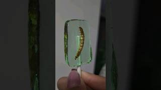 Trying bug candy 🪱🪲🍭🤮 #shorts #eatingbugs #lollipopcandy