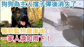 狗狗為主人擋子彈後卻消失了，看到監控畫面後，一家人淚如雨下！【汪汪仙貝】