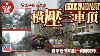 車cam直擊│太子道西塌樹一刻 目擊者嚇壞驚呼｜星島頭條新聞｜太子道西｜塌樹｜九龍城｜突發