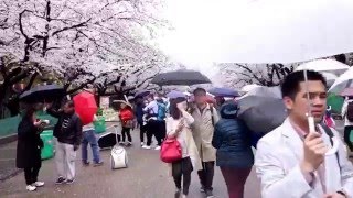 2016.04.04-上野公園賞櫻-3(第三天)