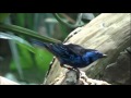 biodome de montreal tropical rainforest birds u0026 animals canada