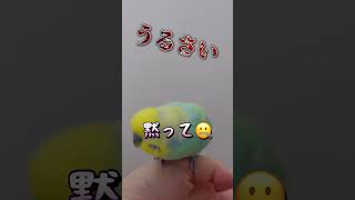 男子インコは楽しくなってきたらカブトムシの話をする🐥関西弁のくーちゃん🐥