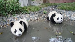 Pandas Bathing Compilation 2014 [NEW]