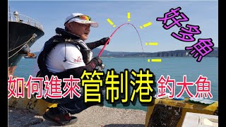 發現這個大魚窟!!就在停大船旁邊20公尺處!!竿竿摧落去!!