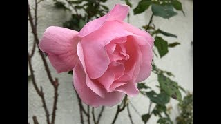 Flower309 薄いピンクの薔薇ヒロコの開花とその他の花々達