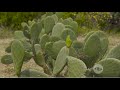 Preparación de terreno y siembra de nopal