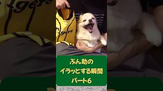 【ぷん助】イラッとするチワワ（パート６） #shorts #chihuahua #チワワ #イラッとする瞬間 #ピタゴラスイッチ   #犬のいる生活 #ロングコートチワワ #ぷん助