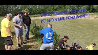 TRIP TO YOSHIKIGOI KOI FARM POLAND \u0026 MUD POND HARVEST