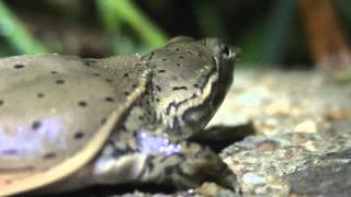 Baby Spiny Softshell Turtle