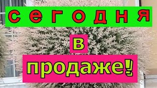 Сегодня в продаже! Многолетники. Гортензии и многое другое.