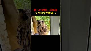 救った幼獣、半年後フクロウが恩返し