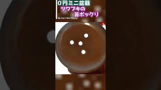 【ツワブキの苔ボックリ】全てダダ その辺で拾ったものだけで作るミニ盆栽#shorts