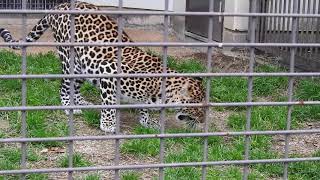 ハズバンダリートレーニング中のヒョウのサリーちゃん☆彡とべ動物園