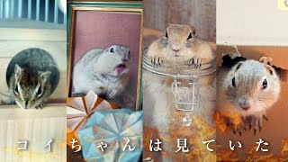 予告動画を作ったので本編を作らざるを得なかった飼い主【リチャードソンジリス】169