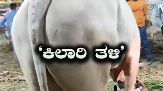 Kilari Variety Of Bull Looks Muscular And Robust | Hallikar Varthur Santhosh | Krishi in Kannada