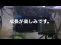 グッピー稚魚 生後2週間 【アクアリウム 熱帯魚 水槽】