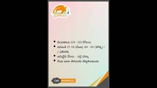 వానకాలంలో సాగు చేసే హైబ్రిడ్  జొన్న రకాలు లక్షణాలు | రైతు సమాచారం | Jaihokisan