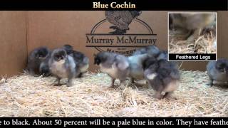 Blue Cochin Chicks