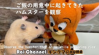 ご飯の用意中に起きてきたハムスターを観察【キンクマハムスター観察】ハムスター寝起き行動