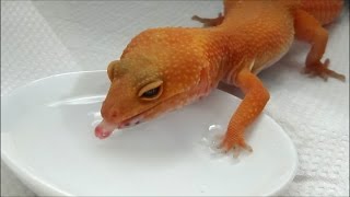 お水を飲むヒョウモントカゲモドキ　Leopard Gecko drinking water