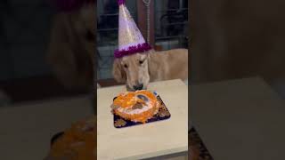 Celebrating My Dog's Birthday  | Happy Birthday Teddy.❤️ | Birthday Clips 🥰