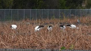 鳴門コウノトリ 2024/11/27 撮影 成長記録 徳島県鳴門市