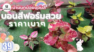 EP.39 : บอนสี ไม้ป้าย ไม้ด่าง สยามณฤมิตร บับเบิ้ลบี #บ้านนกน้อยบอนสี #บอนสีโบราณ โทร.065-3325515