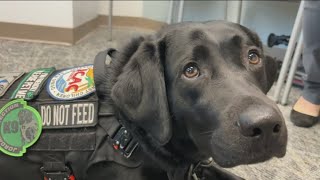 San Diego police introduce Phoebe, the K9 who sniffs out child predators