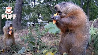 Ever seen groundhog fights? This baby groundhog is a fighter! 😂 土拨鼠里的战斗鼠